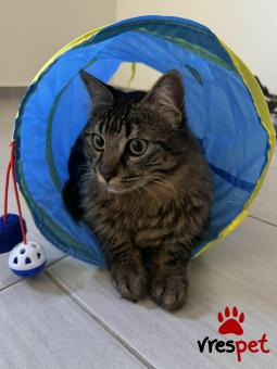 Ράτσα: Άγνωστο - Ημίαιμο | Ηλικία: 8 μηνών | Φύλο: Αρσενικό | Αρ. Microchip: - | Περιοχή: Νέα Σμύρνη, Αττική